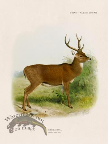 Lydekker Deer 12